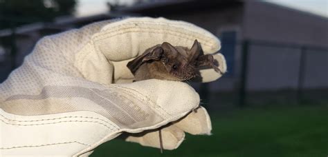 Elementary School Bat Rescue - Northern California Bats