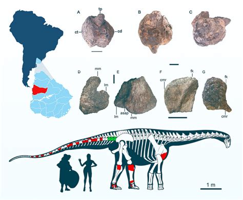 New Titanosaur Species Uncovered in Uruguay – CaveNews Times