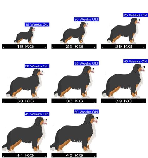 Bernese Mountain Dog Growth Chart. Bernese Mountain Dog Weight Calculator.