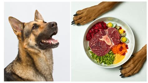 Is A Raw Food Diet for Your German Shepherd The Key to Optimal Health? - Rocky Kanaka