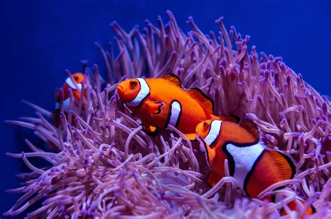 Download Sea Life Fish Animal Clownfish 4k Ultra HD Wallpaper