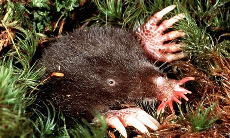 Scientists studying snouts of bizarre star-nosed moles find genes that could be the key to ...