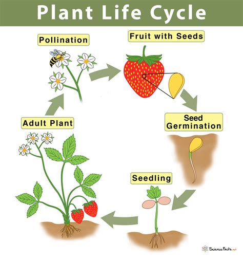 Plant Life Cycle: Stages and Diagram