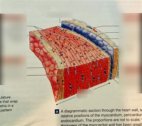 Gross anatomy: Heart wall structure and histological section Diagram | Quizlet