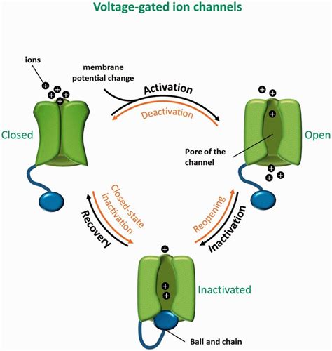 Three-state model of voltage-gated ion channels. Closed, open and ...