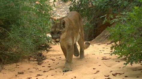 Wildlife officers kill mountain lion suspected of attacking 4-year-old girl on Memorial Day ...