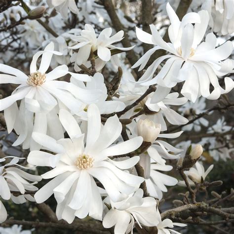 Magnolia stellata ‘Royal Star’ | Kiefer Nursery: Trees, Shrubs, Perennials