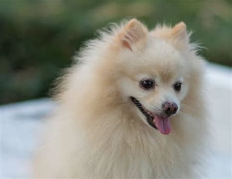 Rescue Pomeranian Rehoming Tips