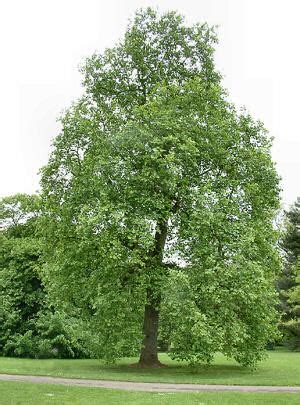 Tennessee State Tree - Tulip Poplar