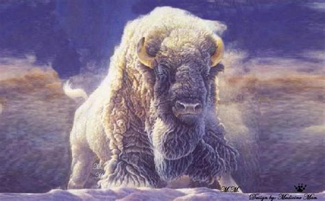 White Buffalo American Bison, American Indians, Native American Spirituality, Native Indian ...