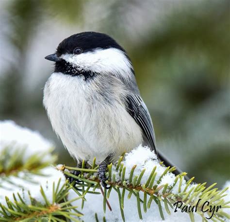 Black-Capped Chickadee | Maine Secretary of State Kids' Page