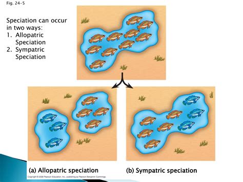 (a) Allopatric speciation