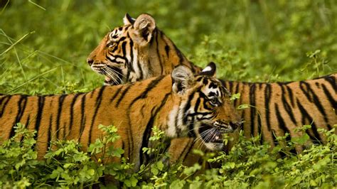 Kanha National Park in India – Things to See and Do – Positive characteristics