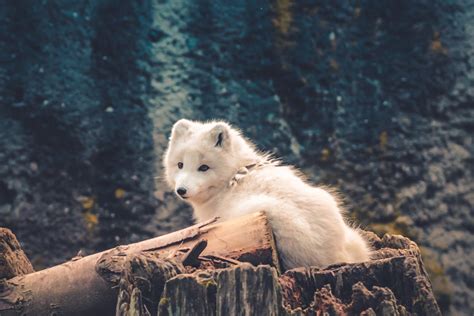 Free stock photo of animal, arctic fox, conservation