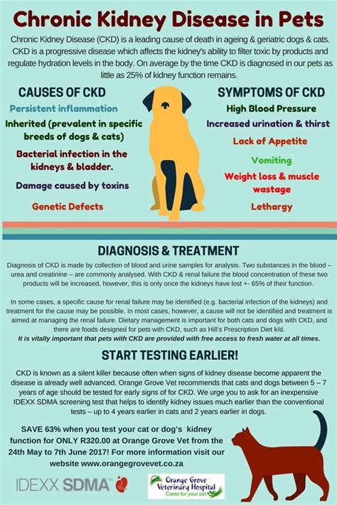 Dog pica kidney disease - bezyir