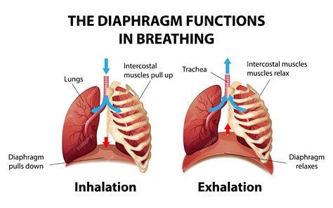 Lungs Diaphragm