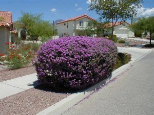 Radical Pruning - Texas Sage - Corona Landscape