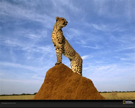 National Geographic Background Wallpaper Animals - WallpaperSafari