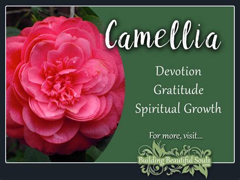 Camellia Meaning & Symbolism | Flower Meanings