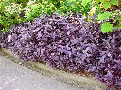 GardensOnline: Alternanthera dentata