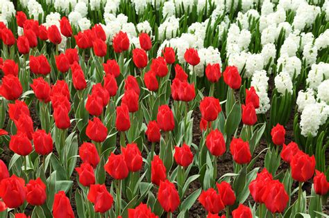 23+ Gambar Bunga Tulip Warna Merah, Paling Keren!