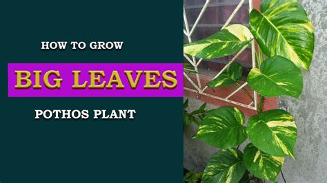 HOW TO GROW BIG LEAVES POTHOS PLANT - YouTube