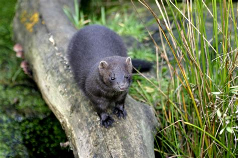 American mink | The Wildlife Trusts