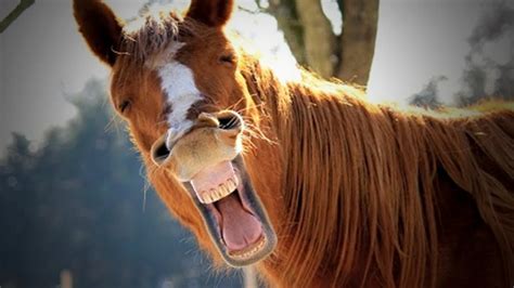 Funny Horses 🐴🐴 Funny Horses Moments And Fails (Part 2) [Funny Pets] - YouTube