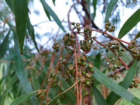 Are Eucalyptus Trees Invasive in Gardens? - Hardy Eucalyptus