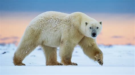 Polar bear walk, snow Wallpaper | 1920x1080 Full HD resolution wallpaper download | Best ...