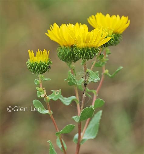 Grindelia squarrosa photos Saskatchewan Wildflowers