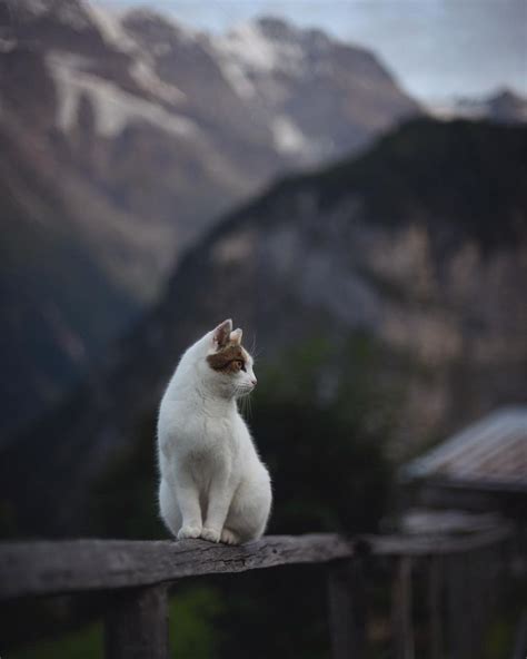 an alpine cat, precariously perched | Cute cats, Cats, Animals