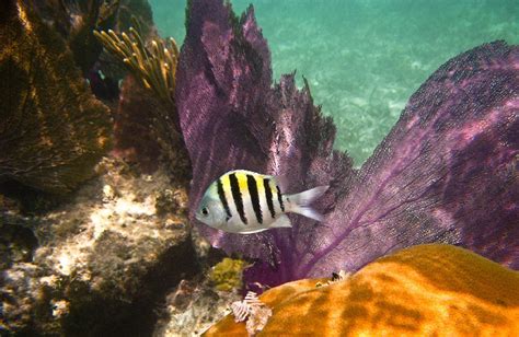 The Ultimate Florida Keys Snorkeling Guide: Expert Picks + Hidden Gems ...