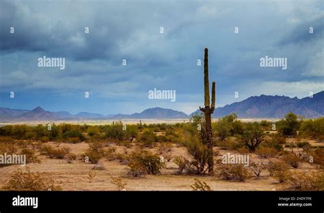 sonora desert, sonora deserts Stock Photo - Alamy