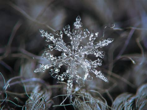 Snowflake | Small snowflake of stellar dendrite type with ni… | Flickr