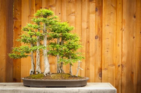 Bald Cypress Bonsai Tree | Bonsai Tree Gardener