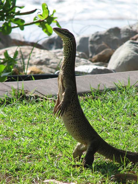 goanna animal adaptations Goanna facts for kids & adults: pictures, in ...