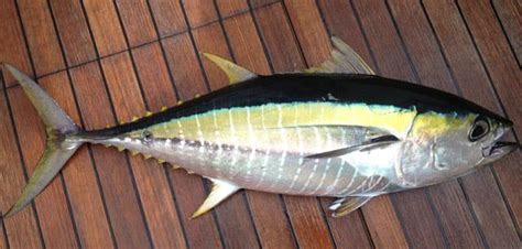 Fish Rules - Tuna, Yellowfin in Highly Migratory Species