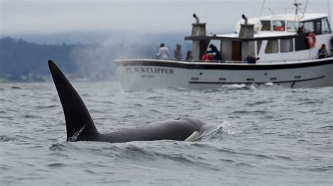 Orcas Sank Another Yacht In Nearly Hour-Long Halloween Attack