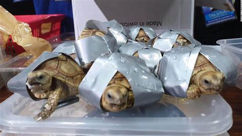 More than 1,500 live turtles found duct-taped in suitcases at airport - CNN