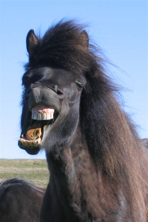 Horse Stock: Yawning 3 by thevirtualgaucho on DeviantArt