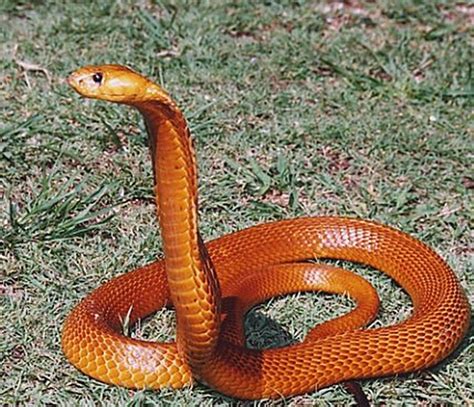 Can you identify these 12 dangerous snakes? | Health24