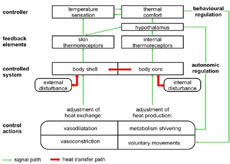 Human body thermoregulation diagram according to Houdas and Ring. | Download Scientific Diagram