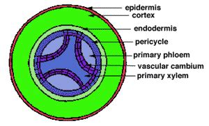 Secondary Growth