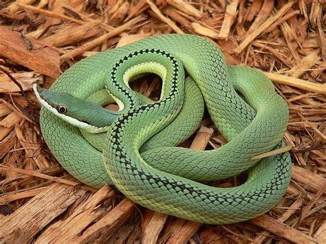 philodryas baroni | Pet snake, Reptile snakes, Beautiful snakes