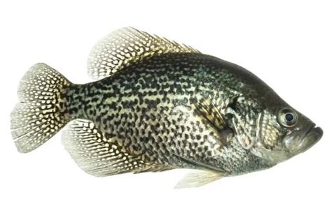 Black-Crappie | Environment Buddy