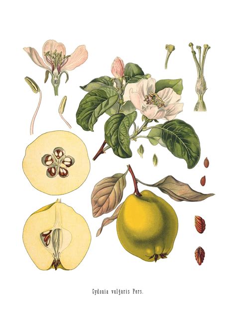 What Is Botanical Art – Learn The History Of Botanical Art And Illustration