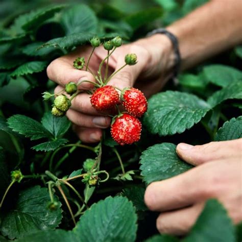 Zone 9 Strawberries – Strawberry Plants