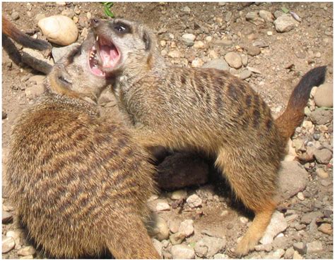 Fighting Meerkats by roes on DeviantArt