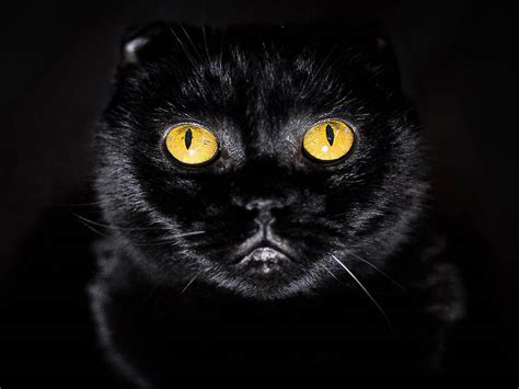 wallpaper: Yellow Eyes cat Wallpapers